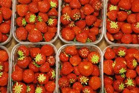 ES Huelva strawberries punnets