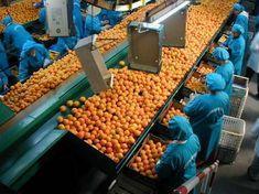 Morocco plans citrus relaunch