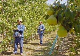 RSA pear harvesting