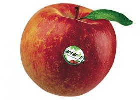 Antares apple
