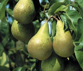 Conference pears Netherlands