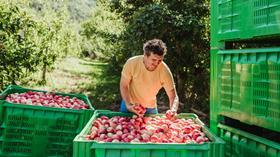 Val Venosta organic apples jld_pixner_christian-2992