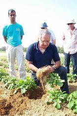 Agrexco spuds take a hike