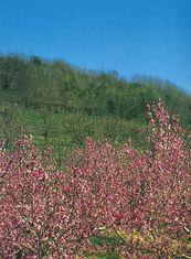 Umbrian spring blesses stonefruit