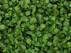 Watercress 'repairs exercise damage'