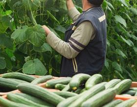 Spain cucumber harvesting