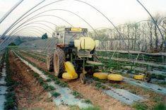 The Flexidome sprays right up to the shoulders of the strawberry beds without causing physical or chemical damage