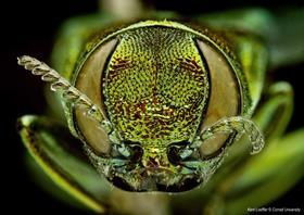 Female Emerald Ash Borer Photo- Kent Loeffler, Cornell University