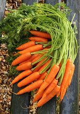 Carrots weather stormy season