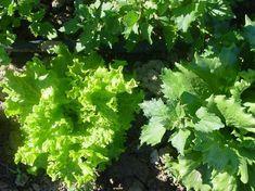 Planted area of salads has fallen