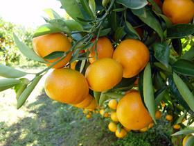 GEN Satsumas