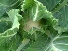 Cauli supply tightens