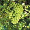 Chilean quakes put shakes on turbulent grape sector