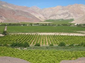 CopiapÃ³ grapes 15