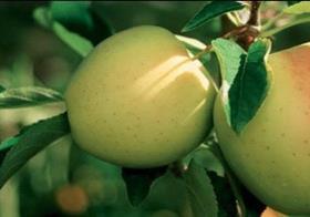 Val Venosta apples