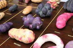 Potato models