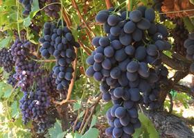 San Joaquin valley grapes
