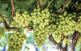 Arra table grapes