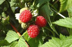 New raspberry guidelines issued