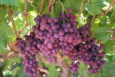 South African grapes hit by rain