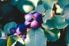 Saskatoon berries arrive in UK