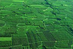 Rationalisation and renewal in Italy
