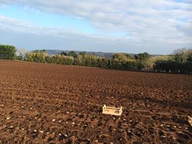 A flat field being planted on the North Coast of Jersey