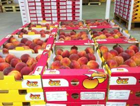 Oz stonefruit Chingford United Exports