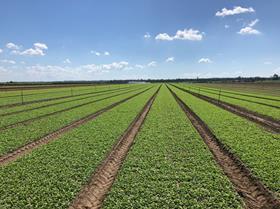 Drinan Farms  Warakirri Diversified Agriculture Fund vegetable leafy green rocket Leading Harvest