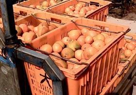 Copyright Flickr Rick McCharles Jeju Korean oranges mandarins