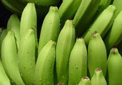 Green bananas generic
