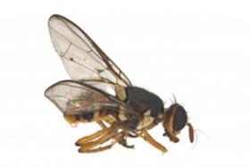 facialis fruit fly