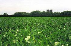 Pea production devastated by floods