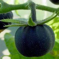 black galaxy tomato
