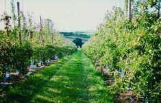 French apple sector in dire straits