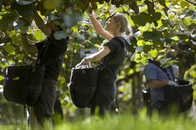 Picking Kiwifruit