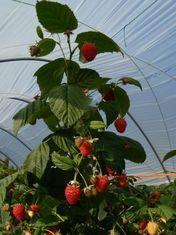 BerryWorld celebrates Jubilee with new raspberry