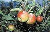 South African apples are coming onto a buoyant market...
