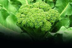 Own-grown broccoli to reach Co-op stores