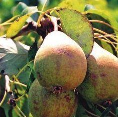 Rocha Pears