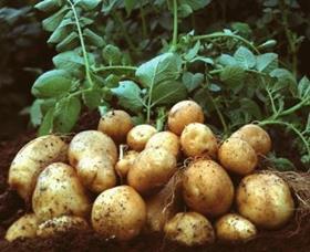 BASF Amflora potatoes