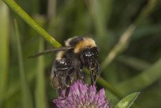 Bombus ruderatus bumblebee
