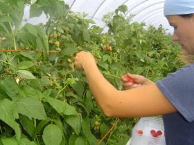 UK soft-fruit picker