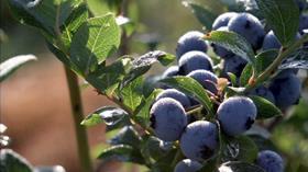 Canadian Blueberries