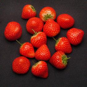 Red Princess strawberries