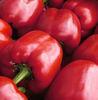 Pesticide to disrupt Almerian pepper supply