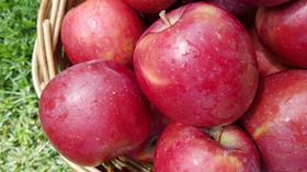 Fuji Royal apples South Africa