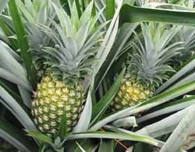 Dole pineapple