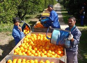 South African citrus