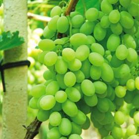 Italian grapes Paganini